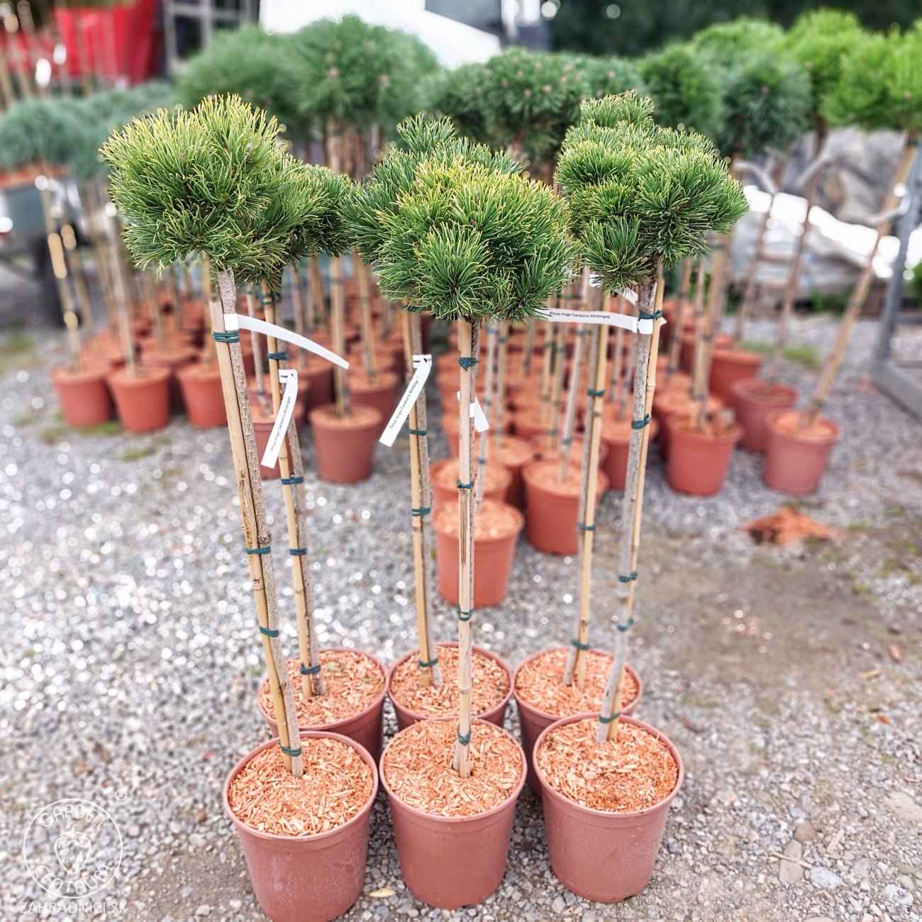 Obrázok Borovica horská (Pinus mugo) ´WINTERGOLD´ – výška 80-90 cm, kont. C5L - NA KMIENKU